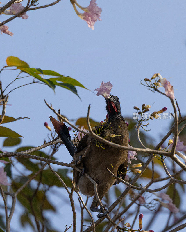 红色通风的Chachalaca, Ortalis ruficauda，吃花:多巴哥